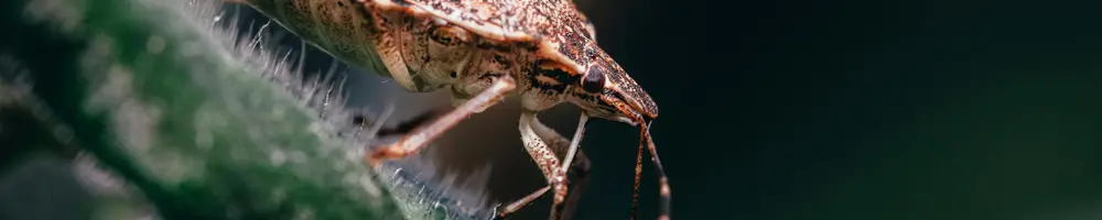 kahverengi kokarca böceği nedir
