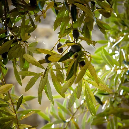zeytin sineği tuzağı