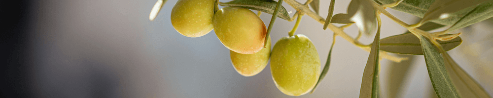 zeytin hastalıkları
