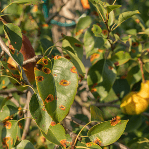armutta yaprak hastalığı