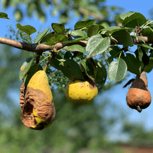 resimli armut hastalığı