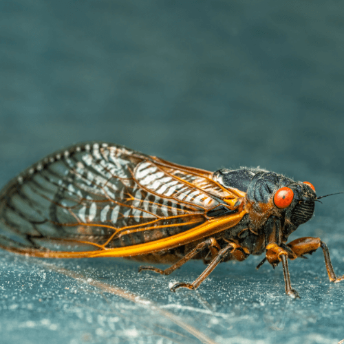 asma ağustos böceği tuzağı