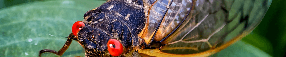 asma ağustos böceği ile doğal mücadele