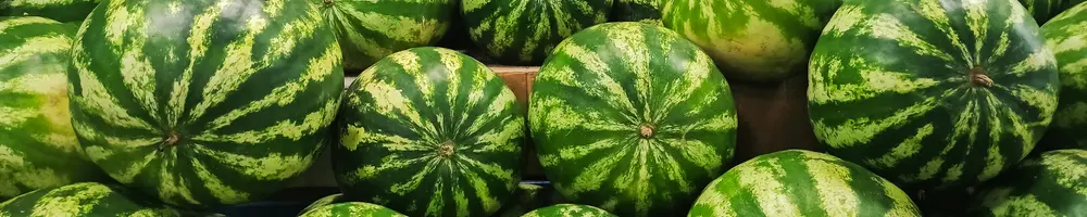 karpuz hastalıkları